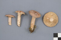 Lactarius mammosus image